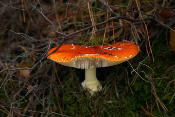 Pilz auf dem Waldboden