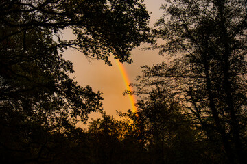 Arco Iris en el bosque