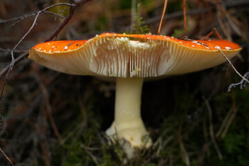 Pilz auf dem Waldboden