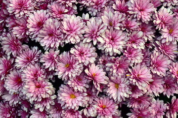 Hintergrund viele rosa Astern im Herbst
