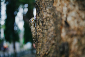 Lizard eat flying termite on bark tree
