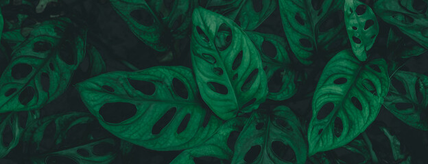 tropical leaves, abstract green leaves texture, nature background