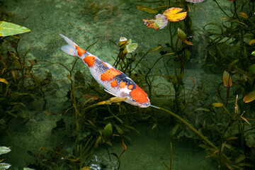 モネの池　岐阜県関市