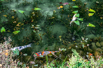モネの池　岐阜県関市
