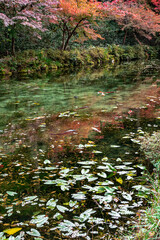 モネの池　岐阜県関市