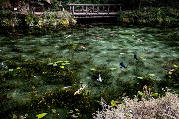 モネの池　岐阜県関市