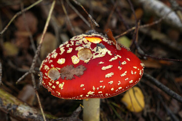 Roter Fliegenpilz auf dem Waldboden