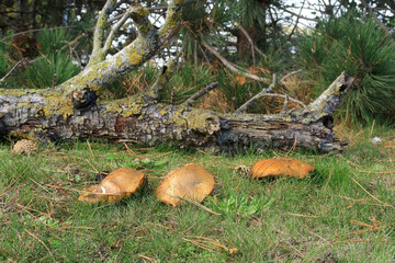 Jersey cow mushrooms in a woodland scene
