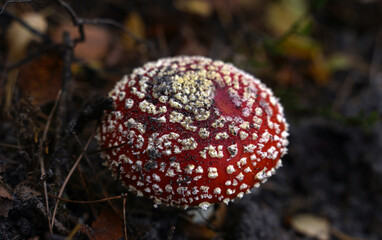 Pilz auf dem Waldboden