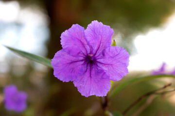 purple flower close up blossom booming