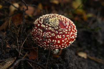Pilz auf dem Waldboden