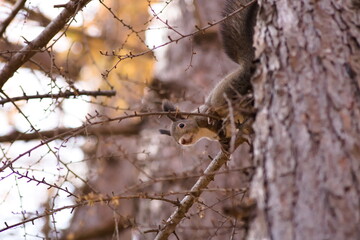 日本の北海道の森林で見つけたエゾリス