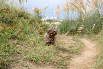 Spanish Water Dog at Loredo; Santander