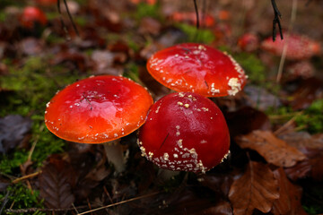 Roter Fliegenpilz auf dem Waldboden