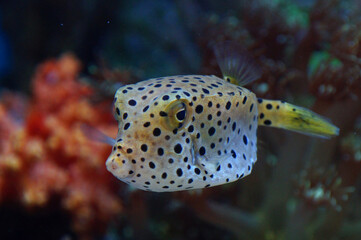 The Yellow Boxfish (Ostracion cubicus)