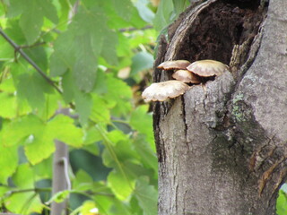 mushrooms on a tree