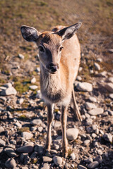 Young deer graze on green lawn, spring season. Cute animals on the farm. 