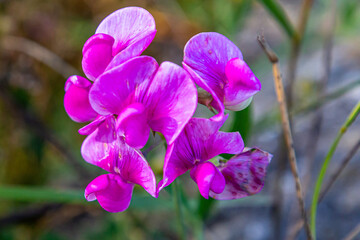 Sweet Pea Blooms