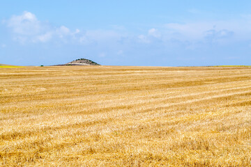 Yellow field under a blue sky in summertime © Gabriele Maltinti
