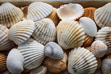 Collection of seashells collected on the beaches of Galicia (Spain)	