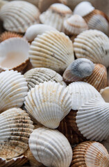 Collection of seashells collected on the beaches of Galicia (Spain)	
