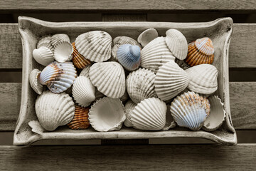 Collection of seashells collected on the beaches of Galicia (Spain)	