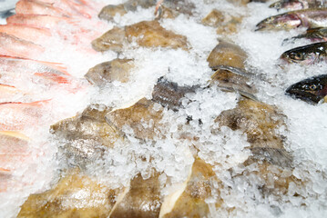 Various fresh fish lying on the ice on the counter