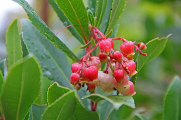 Erdbeerbaum-Früchte