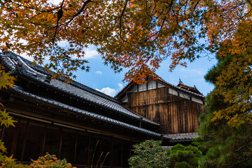 日本　京都、天授庵の紅葉