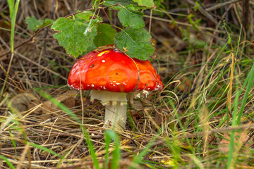 Amanita muscaria known as fly agaric mushroom. Poisonous red mushroom toadstool in the forest. Mushrooms with hallucinogenic experience. Low angle shot. Autumn natural background.