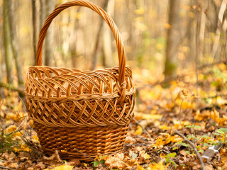 Fototapeta na wymiar wicker basket in the forest among the yellow leaves. autumn forest.