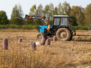 Fototapeta na wymiar tractor on the field for harvesting potatoes. bags of potatoes on the ground.