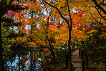 日本　京都、天授庵の南庭の紅葉