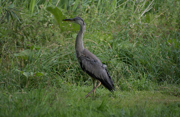 Grey Heron facing left in some wild grasses and reeds in the background.