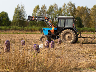 Fototapeta na wymiar tractor on the field for harvesting potatoes. bags of potatoes on the ground.