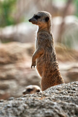 Beautiful portrait of a meerkat on two legs looking to the left on some stones in a zoo in valencia spain