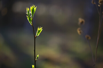 branches of young green leaves and buds, seasonal background, april march landscape in the forest