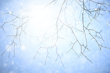 snowflakes branches winter abstract background, holiday new year, cold weather snow