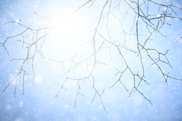 snowflakes branches winter abstract background, holiday new year, cold weather snow