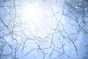 snowflakes branches winter abstract background, holiday new year, cold weather snow