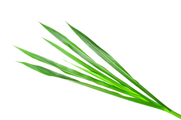 Obraz premium Napier grass isolated on white background (focus selection).