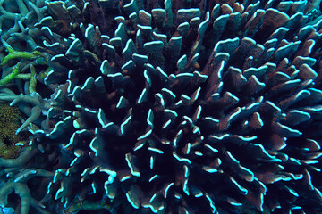 coral reef macro / texture, abstract marine ecosystem background on a coral reef