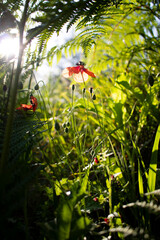 Red poppy flowers red flowers in forest  blossom booming close up