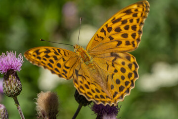 Butterfly Nymphalidae Issoria lathonia perched on a flower branch.