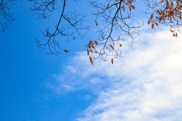 秋の東京の青い空と黄色い葉