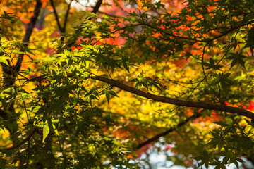 日本の秋の紅葉