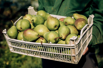 Fresh pears in men's hands. Juicy fragrant pears in a box, basket. The collection of pears