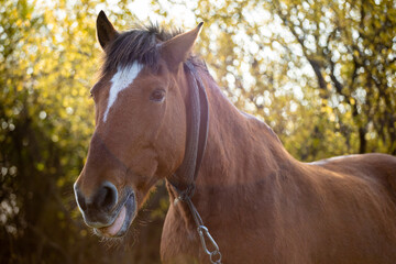 the head of a large strong traction horse