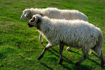 White fluffy sheep nips grass in a green meadow. Nature, beautiful animals live in their habitat. Cute animal on the farm.