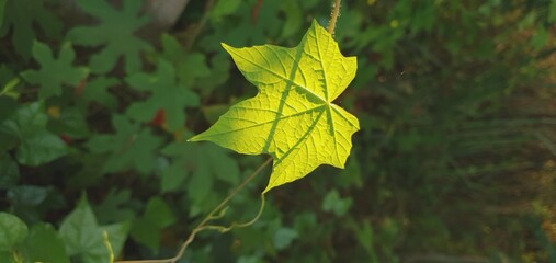 Lampung, Indonesia, November 9, 2020. The leaves of a wild plant grow bright green in the morning sun